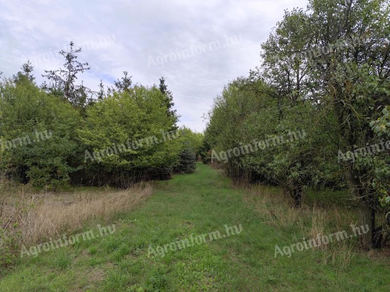 Gyomaendrődön,  Bonomzugban 6200nm fenyős,  bekerített dupla zártkerti telek eladó