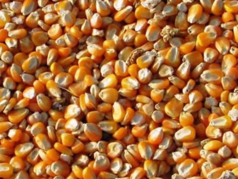 Kukorica eladó Kukorica eladó