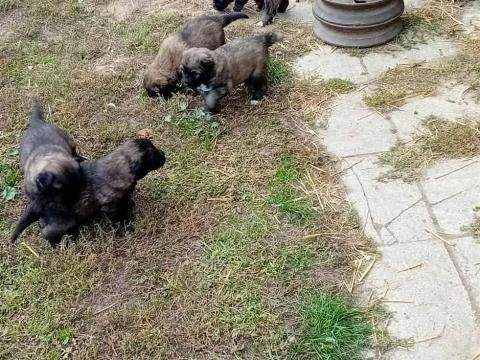Sarplaninac jellegű kiskutyák Sarplaninac jellegű kiskutyák