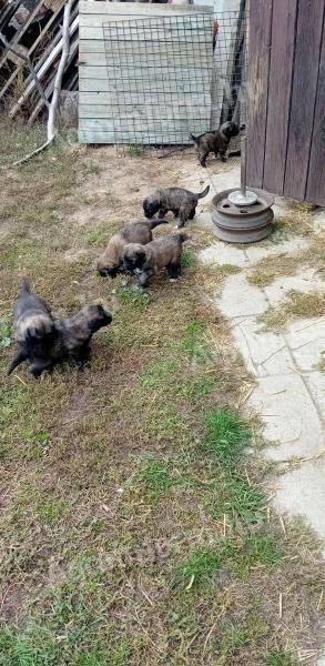 Sarplaninac jellegű kiskutyák eladók