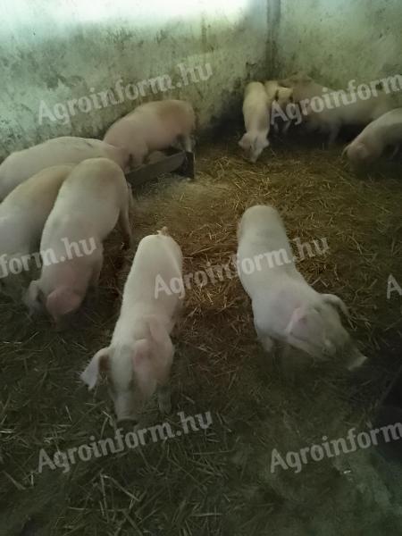 Eladó lapály x pietrain választási malacok