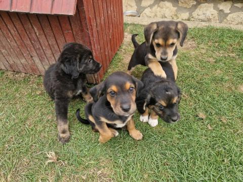 Beagle jellegű kiskutyák Beagle jellegű kiskutyák