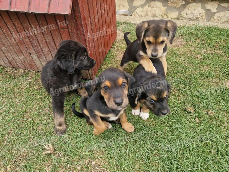 Beagle jellegű kiskutyák