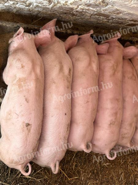 Hétvégi akció Törzskönyves nagy fehér x tempo 10 hetes malacok