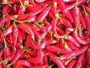 Fűszerpaprika eladó Kisteleken
