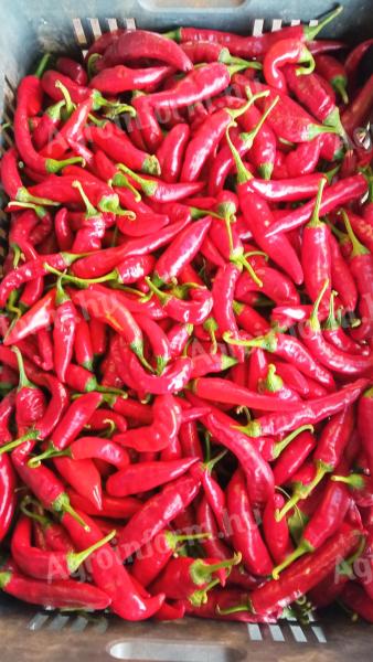 Fűszerpaprika eladó Kisteleken