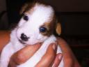 Jack Russell jellegű kiskutyák Veresegyházon új gazdát keresnek