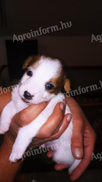 Jack Russell jellegű kiskutyák Veresegyházon új gazdát keresnek