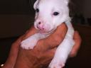 Jack Russell jellegű kiskutyák Veresegyházon új gazdát keresnek