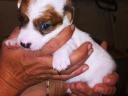 Jack Russell jellegű kiskutyák Veresegyházon új gazdát keresnek