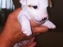Jack Russell jellegű kiskutyák Veresegyházon új gazdát keresnek