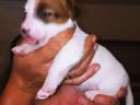 Jack Russell jellegű kiskutyák Veresegyházon új gazdát keresnek
