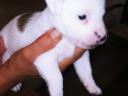 Jack Russell jellegű kiskutyák Veresegyházon új gazdát keresnek