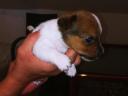 Jack Russell jellegű kiskutyák Veresegyházon új gazdát keresnek