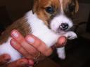 Jack Russell jellegű kiskutyák Veresegyházon új gazdát keresnek