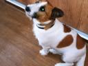 Jack Russell jellegű kiskutyák Veresegyházon új gazdát keresnek