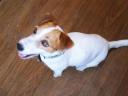 Jack Russell jellegű kiskutyák Veresegyházon új gazdát keresnek