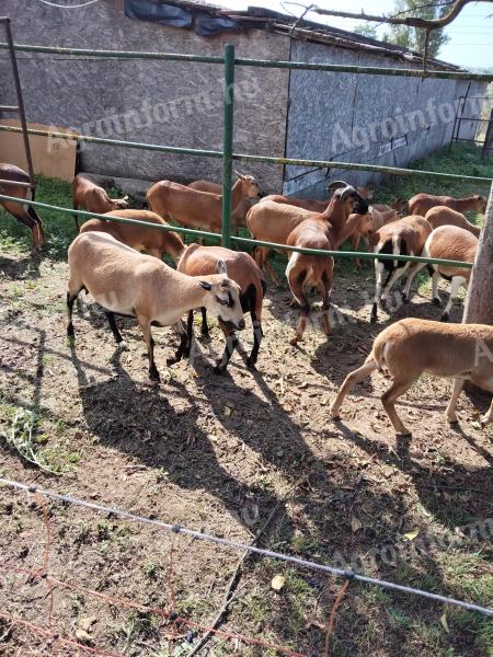 Kameruni juhok eladók