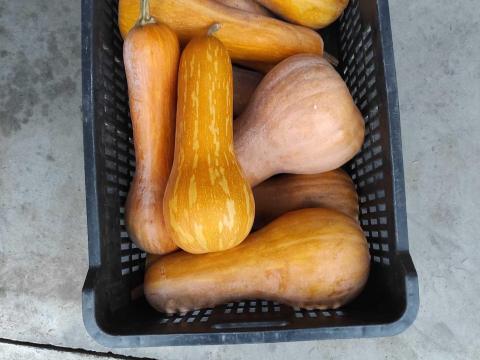 Orange sütőtök eladó Orange sütőtök eladó