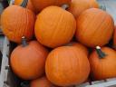 Halloween tök