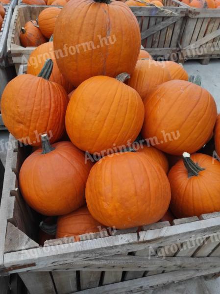 Halloween tök