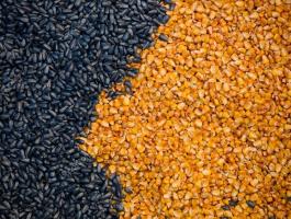 Búza,  kukorica,  napraforgó eladó