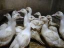 Eladó néma kacsák – 10 darab házi nevelésű