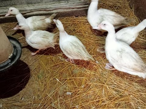 Eladó néma kacsák – házi nevelésű, egészséges állomány