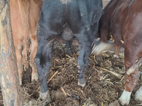 Bika eladó – Holstein × Limousin keresztezett, 350 kg Bika eladó – Holstein × Limousin keresztezett, 350 kg