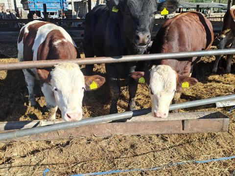 Eladó Holstein × Limousin keresztezett húsmarha bikák, 350 kg