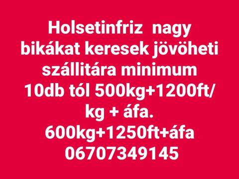 Holsteinfriz bikákat keresek exportra Holsteinfriz bikákat keresek exportra