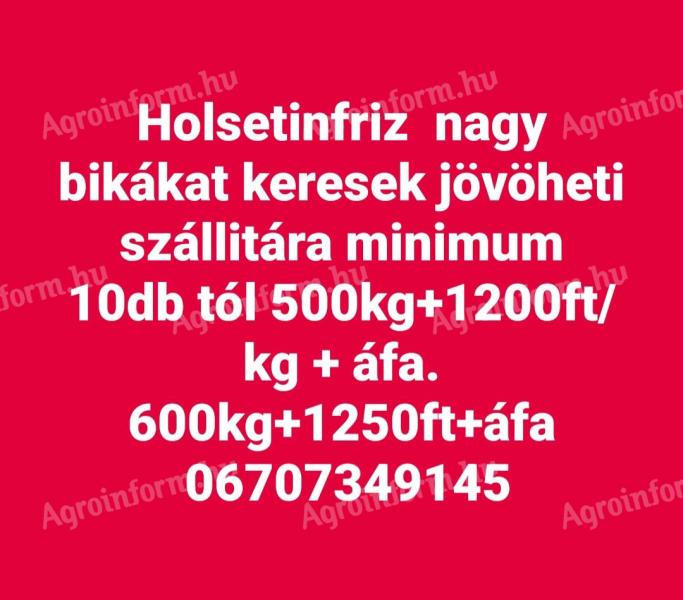 Holsteinfriz bikákat keresek exportra