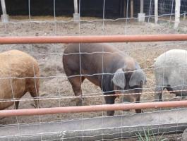 Duroc tenyészkan eladó