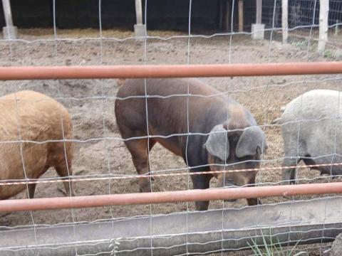 Duroc tenyészkan eladó Duroc tenyészkan eladó