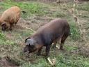 Duroc tenyészkan eladó