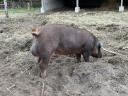 Duroc tenyészkan eladó