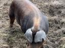 Duroc tenyészkan eladó