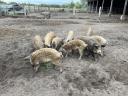 Duroc x mangalica süldők eladók