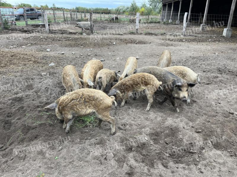 Duroc x mangalica süldők eladók