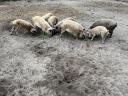 Duroc x mangalica süldők eladók