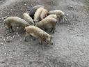 Duroc x mangalica süldők eladók