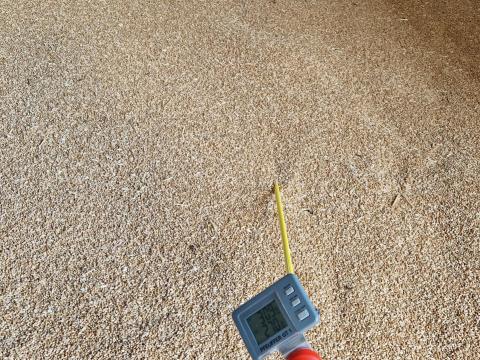 Kukorica, tritikálé, búza Vámospércsen eladó