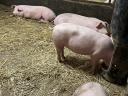 Süldő sertés eladó – 40-80 kg közötti süldők