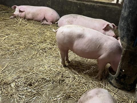 Süldő sertés eladó – 40-80 kg közötti süldők Süldő sertés eladó – 40-80 kg közötti süldők