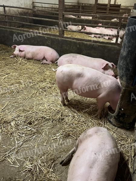 Süldő sertés eladó – 40-80 kg közötti süldők