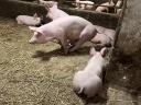 Süldő sertés eladó – 40-80 kg közötti süldők