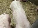 Süldő sertés eladó – 40-80 kg közötti süldők