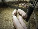 Süldő sertés eladó – 40-80 kg közötti süldők