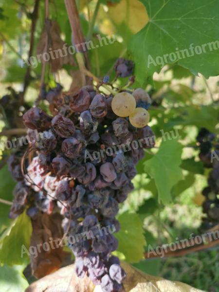 Aszúszőlő aszú szőlőpálinka készítéséhez eladó Mádon