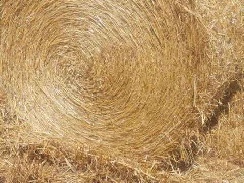 Árpa szalma eladó,  160-as Hesston bála Árpa szalma eladó,  160-as Hesston bála